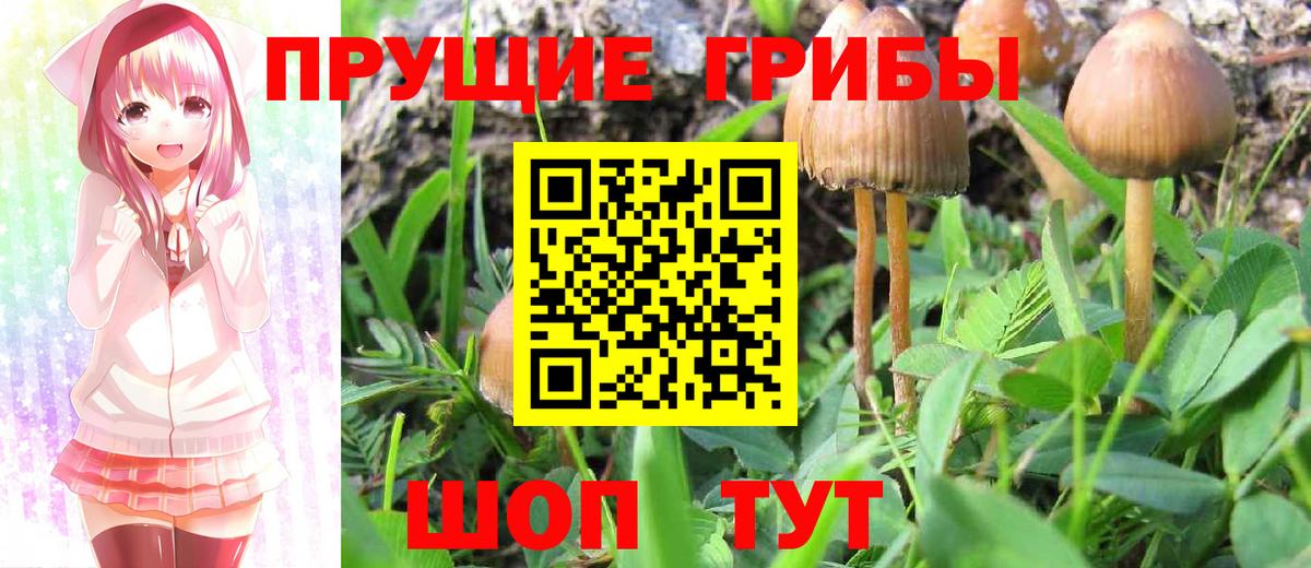 Псилоцибиновые грибы Cubensis Солнечногорск